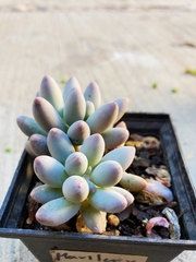 Pachyphytum oviferum