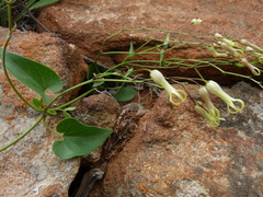 Riocreuxia polyantha