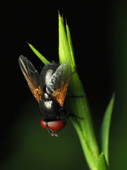 Gnadochaeta