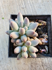 Pachyphytum oviferum