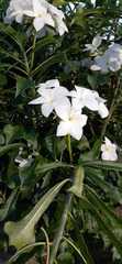 Plumeria pudica
