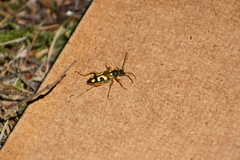 Xestoleptura