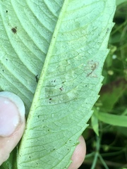 Calycomyza platyptera