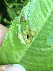 Calycomyza platyptera