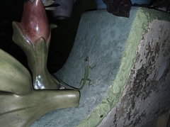 Anolis extremus