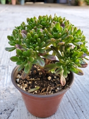 Aeonium sedifolium