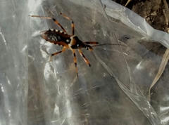 Rhynocoris punctiventris