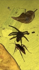 Cupiennius salei