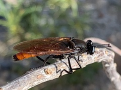 Mydas ventralis
