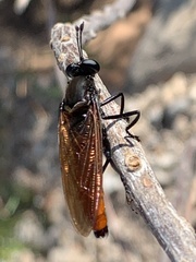 Mydas ventralis