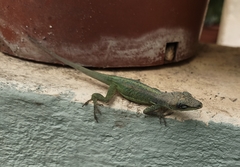Anolis extremus