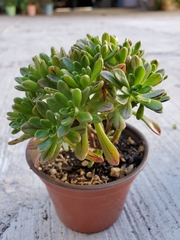 Aeonium sedifolium