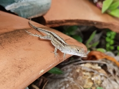 Anolis sagrei