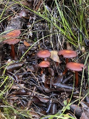 Aureonarius eucollybianus