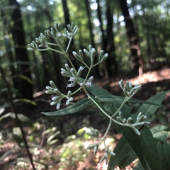 Eupatorium sessilifolium