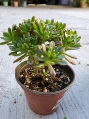 Aeonium sedifolium