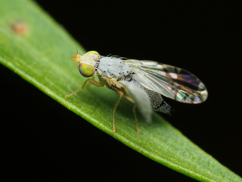 Trupanea actinobola photo 2