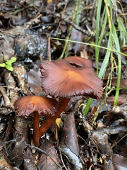Aureonarius eucollybianus