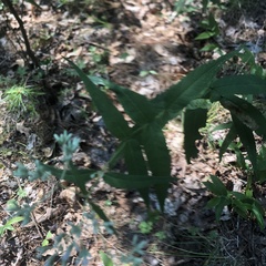 Eupatorium sessilifolium