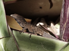 Anolis sagrei