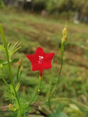 Ipomoea quamoclit