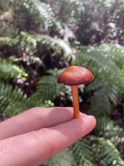 Aureonarius eucollybianus