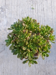 Aeonium sedifolium