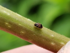 Trogoderma sternale sternale