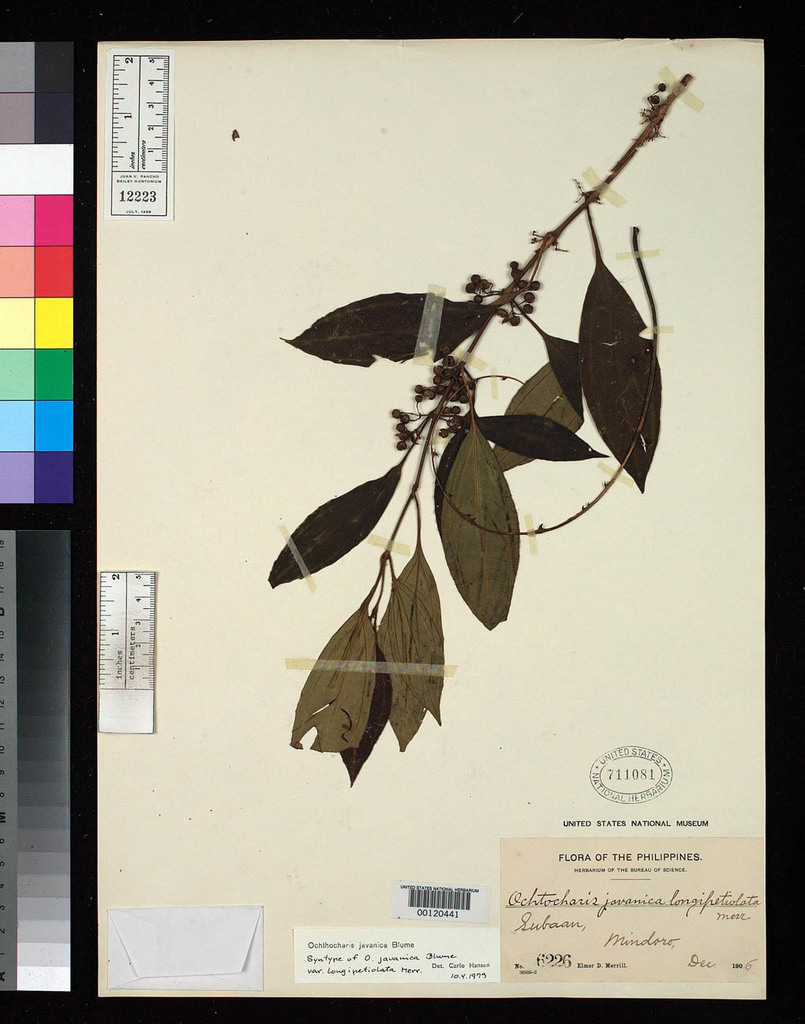 Ochthocharis