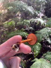 Aureonarius eucollybianus