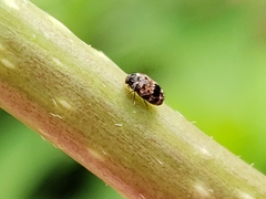 Trogoderma sternale sternale
