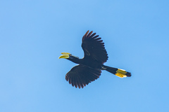 Anthracoceros malayanus