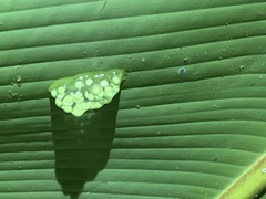 Agalychnis callidryas