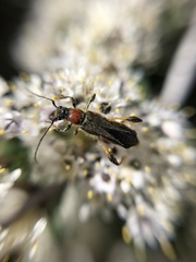 Callimoxys fuscipennis