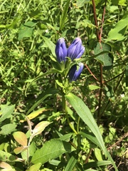 Gentiana linearis