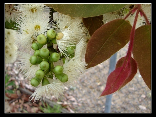 Corymbia torelliana
