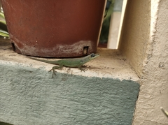 Anolis extremus