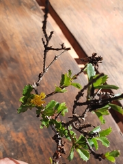 Narvalina domingensis