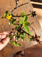 Narvalina domingensis