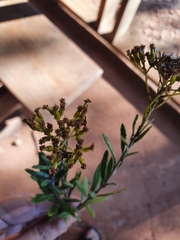 Elekmania barahonensis