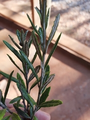 Elekmania barahonensis