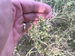 Ambrosia salsola