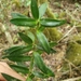 Podocarpus aristulatus - Photo (c) Yolanda M. Leon, algunos derechos reservados (CC BY-NC), uploaded by Yolanda M. Leon