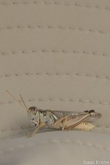 Melanoplus sanguinipes