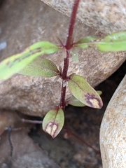 Epilobium lactiflorum