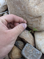 Epilobium lactiflorum