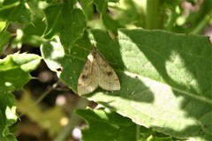 Udea profundalis
