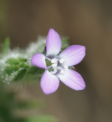 Gilia clivorum