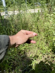 Eragrostis trichodes