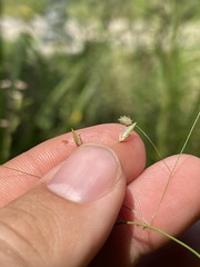 Eragrostis trichodes